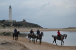 Caballos zona vejer